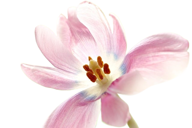 flower, pistils, pollen