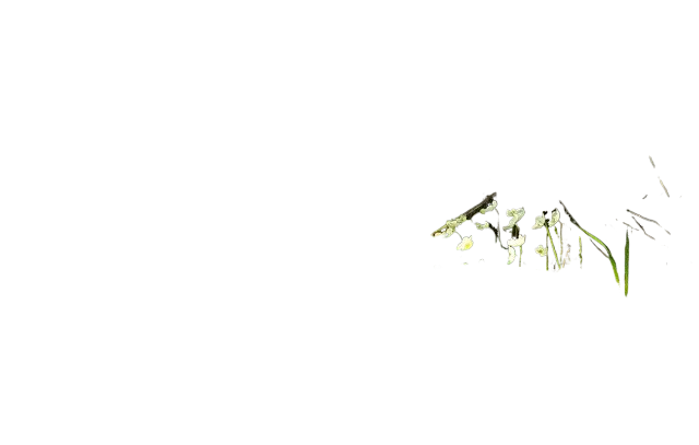 flowers, meadow, sunlight 鲜花,草地,阳光