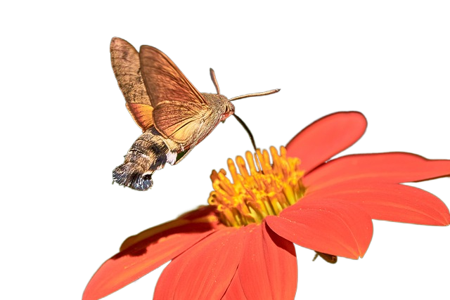 hummingbird hawk moth, butterfly, owls 蜂鸟鹰蛾,蝴蝶,猫头鹰
