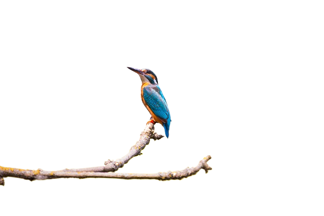 kingfisher, bird, branches