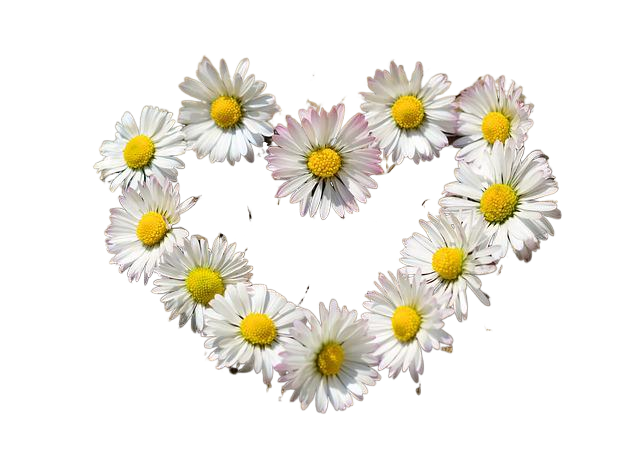 daisies, heart, flowers 雏菊,心脏,鲜花