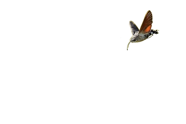 moth, hummingbird hawk moth, approach 蜂鸟鹰蛾蛾,方法