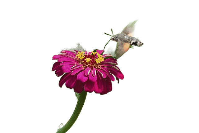 moth, hummingbird hawk moth, zinnia 蜂鸟鹰蛾蛾,zinnia