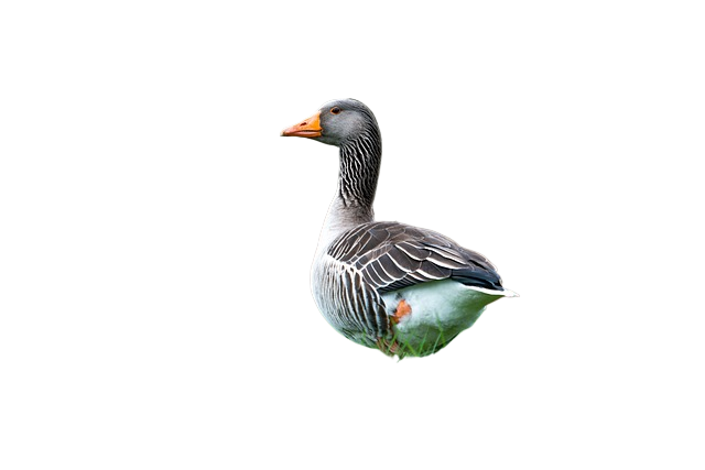 duck, bird, grass