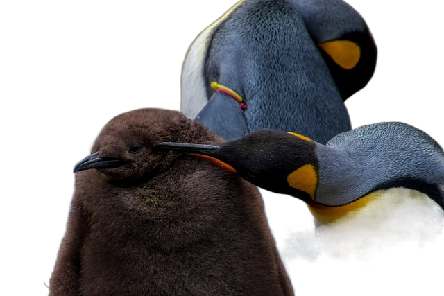 birds, penguin, ornithology 鸟、企鹅、鸟类学