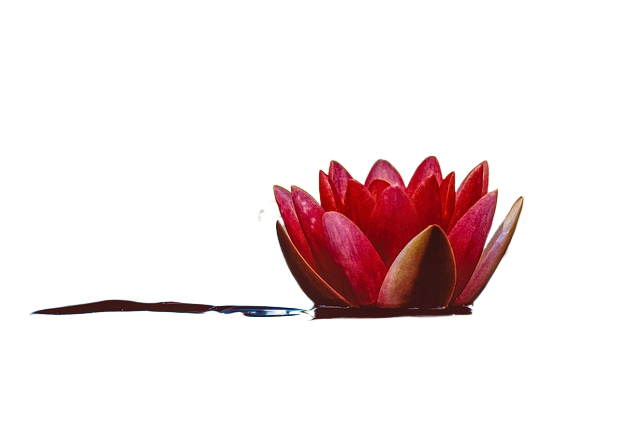 water lily, windows wallpaper, wallpaper 4k