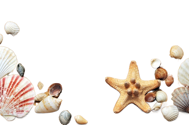 hd wallpaper, nature wallpaper, seashells 高清壁纸,壁纸,贝壳