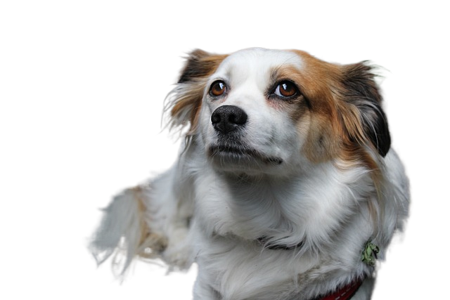 dog, płochacz, nature