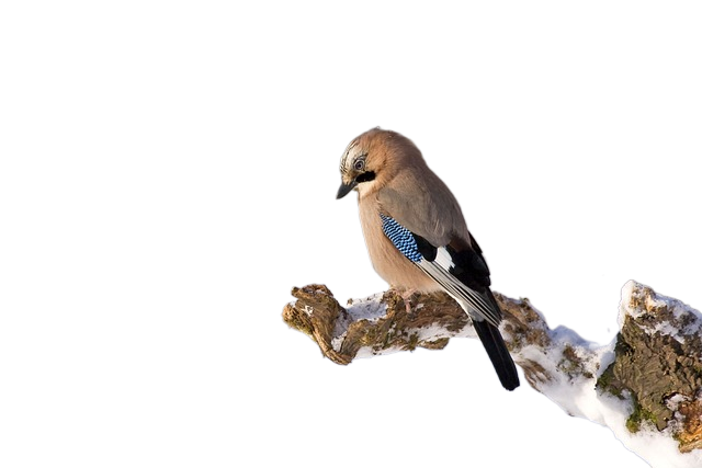 jay, bird, branch 杰,鸟,分支