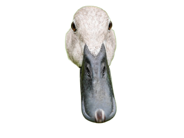 duck, bill, bird 鸭子,比尔,鸟