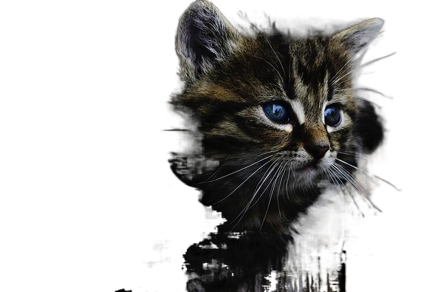 cat, kitten, pet 猫,小猫,宠物