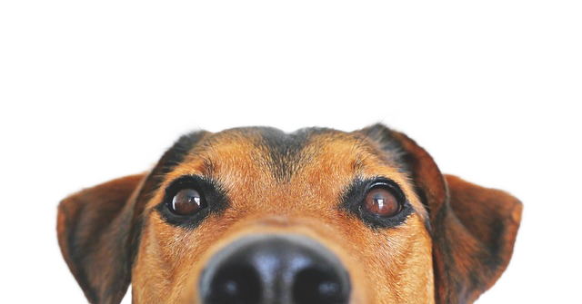 dog, view, cute 狗,看来,可爱