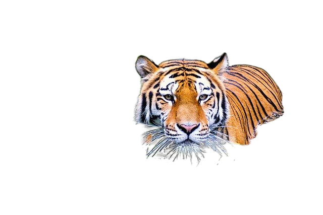 tiger, swamp, big cat 老虎,沼泽,大猫