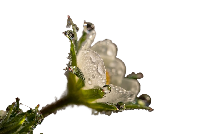 flower, white flower, dew