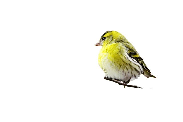 bird, perched, animal