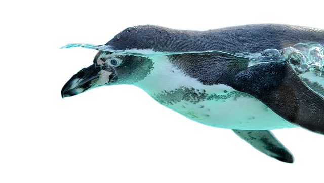 penguin, bird, animal 企鹅,鸟,动物