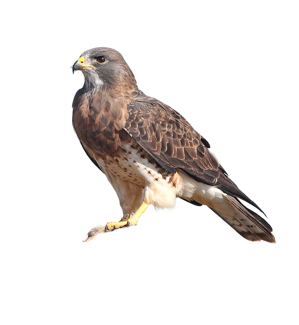 hawk, bird of prey, bird 鹰,猛禽,鸟