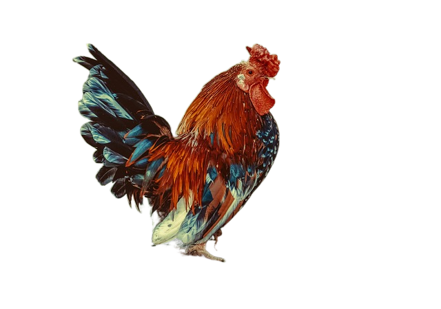 chicken, animal, poultry 鸡肉,动物,家禽