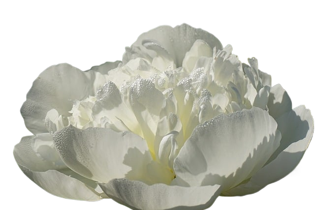 flower, peony, plants