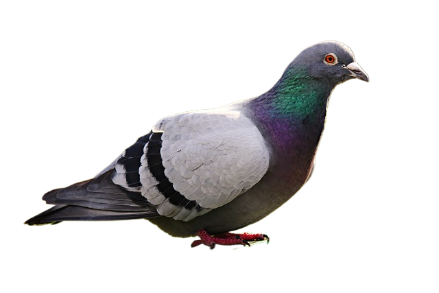 rock dove, pigeon, bird