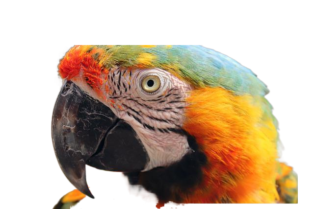 bird, parrot, multicoloured 鸟,鹦鹉,五彩缤纷