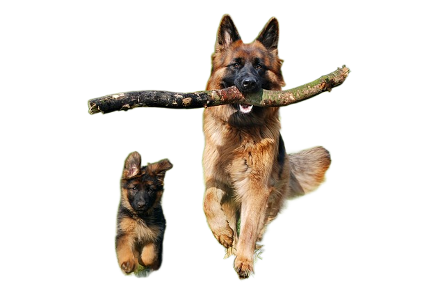 shepherd dog, dog, pet 牧羊犬,狗,宠物