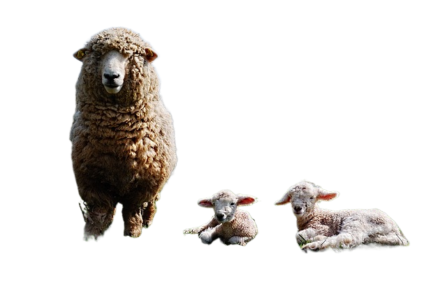 lamb, sheep home, pup