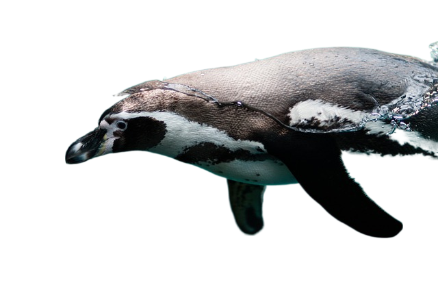 penguin, ornithology, wildlife 企鹅,鸟类,野生动物