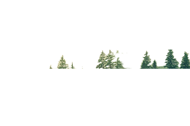 forest, trees, fog 森林,树木,雾
