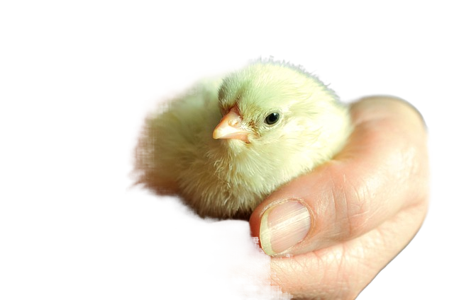chick, hatched, recovered