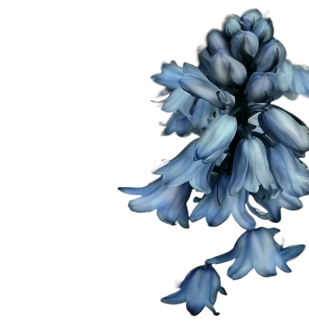 bells flower, beautiful flowers, blue