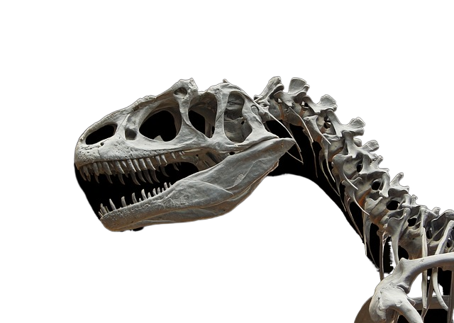 dinosaur, allosaurus, skeleton 恐龙,翼龙,骨架