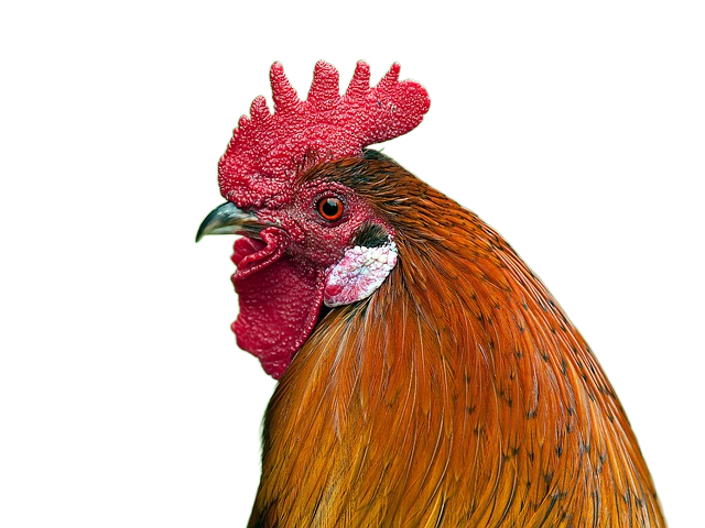 rooster, animal, bird 公鸡,动物,鸟