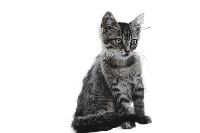 cat, kitten, feline