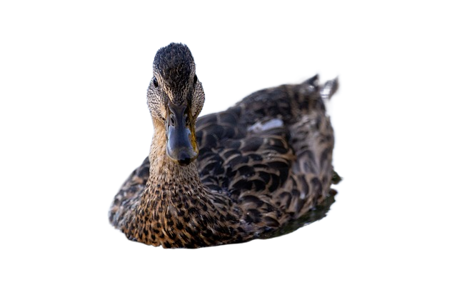 duck, mallard, eyes