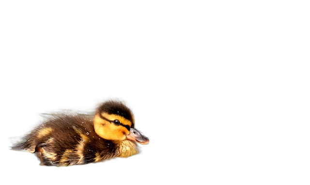 mallard, ducklings, duck 野鸭、小鸭鸭