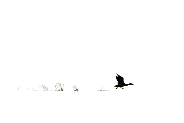 fog, bird, wildlife 雾,鸟类,野生动物