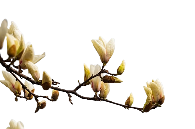 magnolia, flowers, beautiful flowers