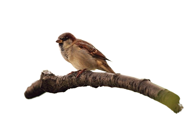 bird, sparrow, branch 鸟,麻雀,分支
