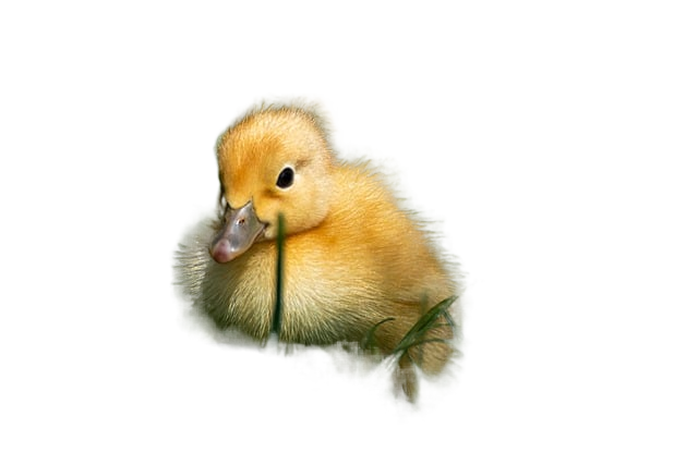 duck, ducklings, bird 鸭子,鸭子,鸟