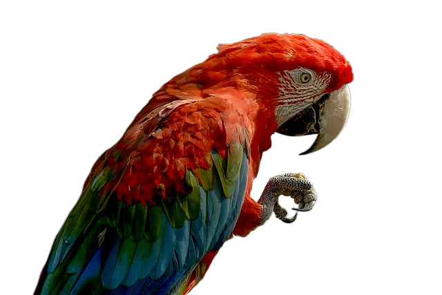 parrot, bird, feathers 鹦鹉,鸟类,羽毛