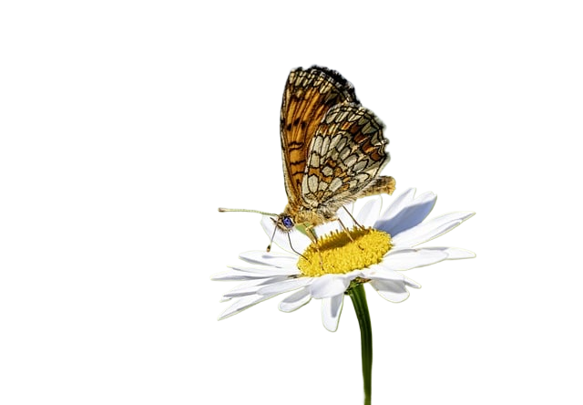 butterfly, bug, flower