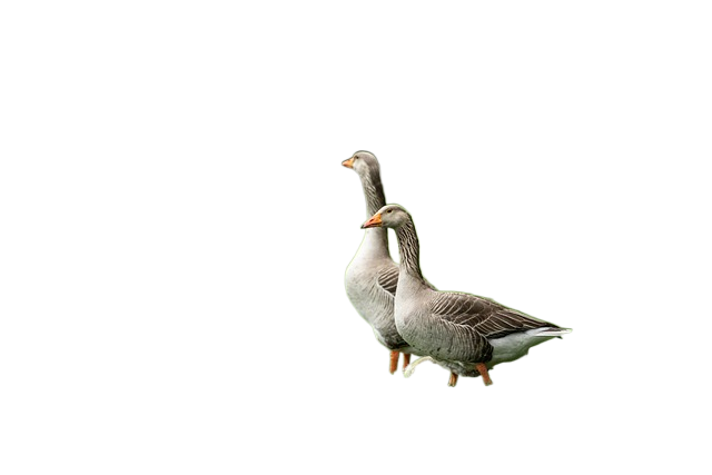 greylag geese, goslings, meadow 灰雁鹅,幼鹅,草甸