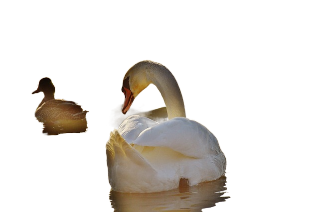 swan, duck, water 天鹅,鸭子,水