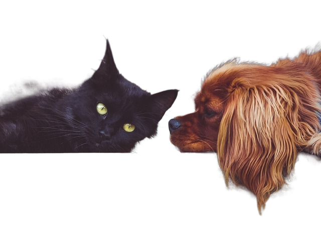 dog, cat, pets 狗,猫,宠物