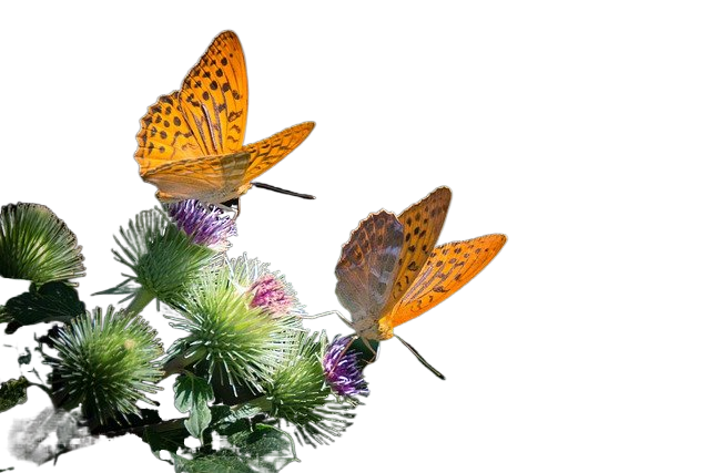 silvery mother-of-pearl butterfly, butterfly, nature 银色的珍珠母蝴蝶,蝴蝶,自然