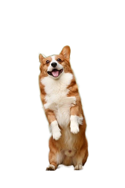 pet, corgi, puppy 宠物,小狗,小狗