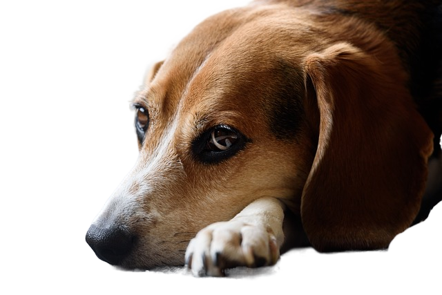 beagle, dog, cute 小猎犬,狗,可爱