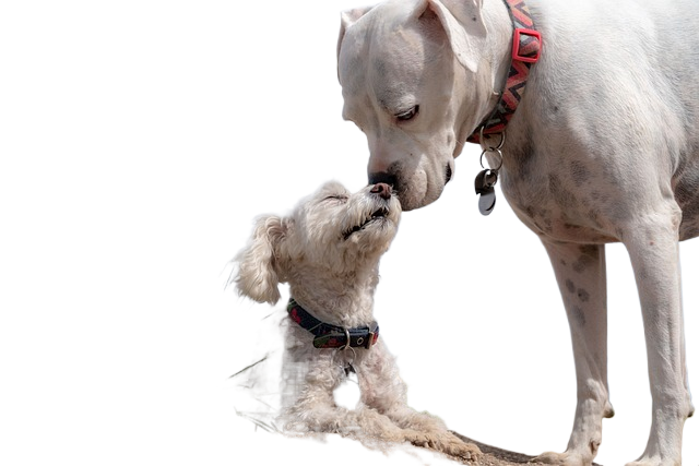 dogs, poodle, white boxer