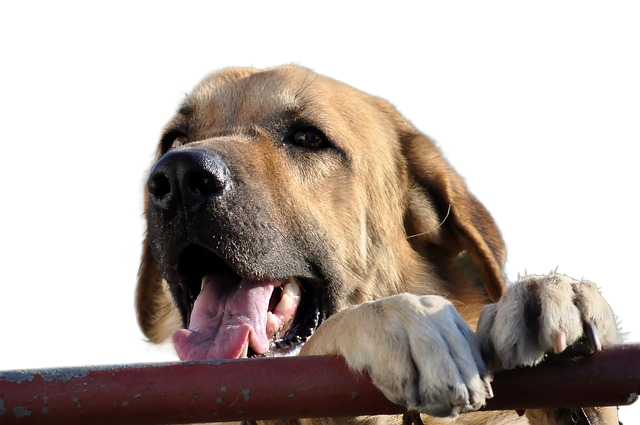 animal, nature, doggie